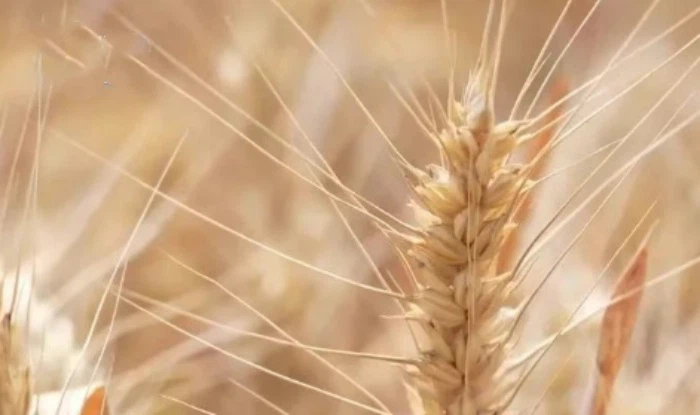 wheat germ spermidine powder wheat germ spermidine powder